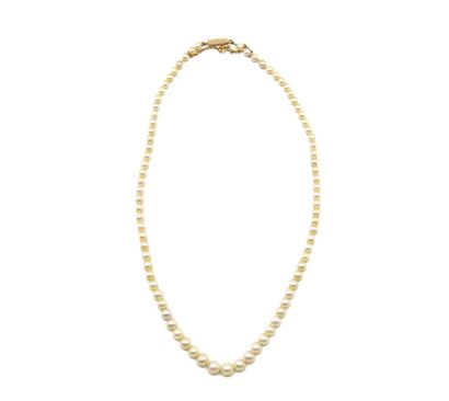 null Necklace with 81 pearls. Gold clasp. 
CCIP certificate