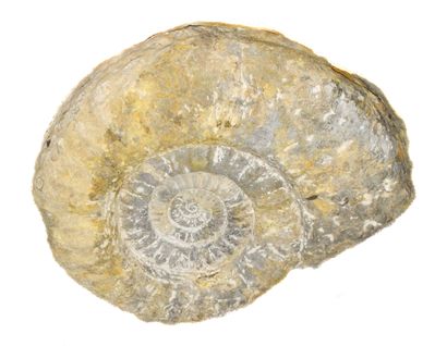 null Large ammonite fossil
H.: 53 cm; L.: 60 cm