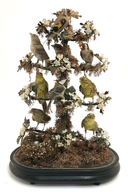 null Naturalist showcase in the shape of an oval bell housing birds and a small nest....