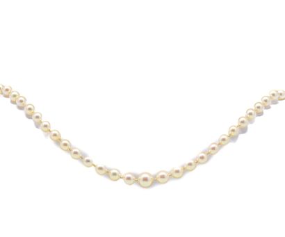 null Drop necklace of cultured pearls, gold clasp.
Length: 53 cm