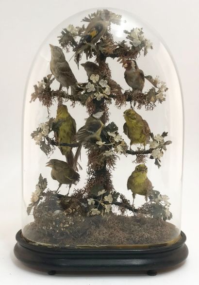 null Naturalist showcase in the shape of an oval bell housing birds and a small nest....