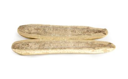 null Fossile d'un poisson
L. : 60 cm ; l. : 15 cm