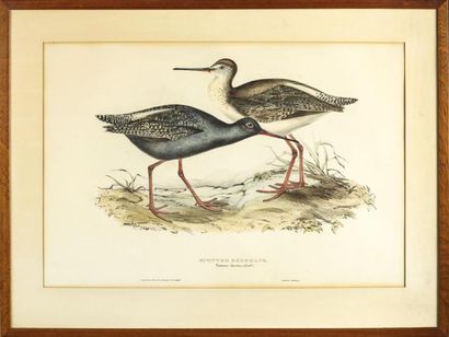 GRAVURES SPOTTED REDSHANK & WHIMBREL Gravures 35 x 50 cm 