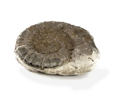 Pierre fossilisé Pierre fossile 29 x 28 cm