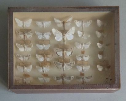 null Boite-vitrine contenant des papillons de nuit H. : 6 cm - L. : 26 cm - P. :...