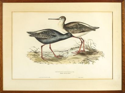 null SPOTTED REDSHANK & WHIMBREL

Étude d'oiseaux

Gravure en couleur

35 x 50 cm...