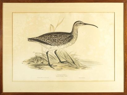 null SPOTTED REDSHANK & WHIMBREL
Étude d'oiseaux
Gravure en couleur
35 x 50 cm 