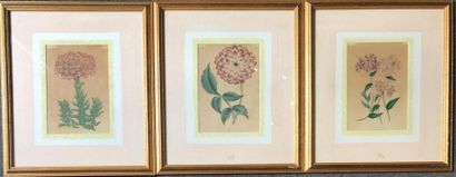 null LOT de 6 reproductions "Fleurs" sous verre 
22 x 15,5 cm à vue pour trois (...