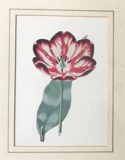 null LOT de 6 reproductions "Fleurs" sous verre 
22 x 15,5 cm à vue pour trois (...