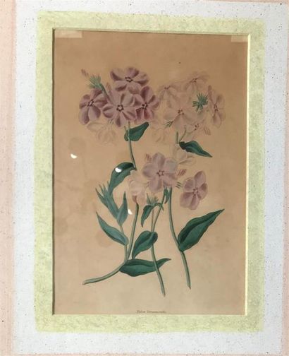 null LOT de 6 reproductions "Fleurs" sous verre 
22 x 15,5 cm à vue pour trois (...