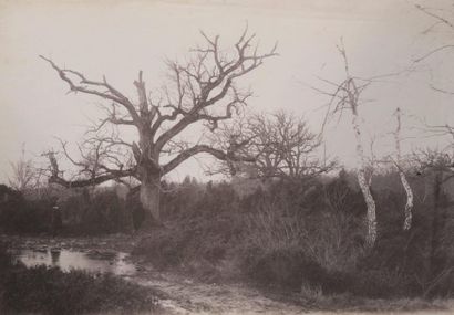 Auteur non identifié Etude de chêne dans la Forêt de Fontainebleau vers 1865 Tirage...