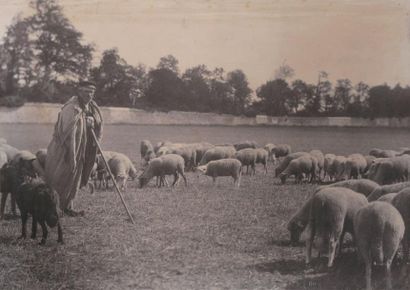 Achille QUINET Etude d'après nature, berger et ses moutons vers 1863 Tirage sur papier...
