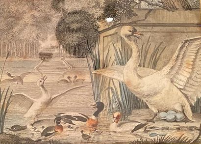 null Aert SCHOUMAN (1710-1792)
Cygne en envol et canards
Encre et aquarelle, signé...