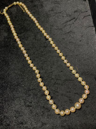 null Necklace of seventy-three cultured pearls in fall, the clasp in yellow gold.

Diameter...