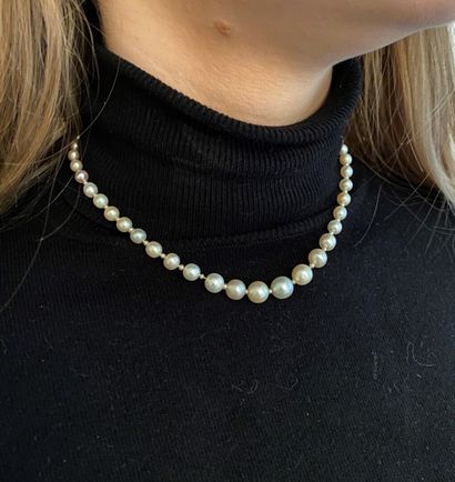 null Collier de cinquante-et-une perles fines en chute alternées de petites perles...