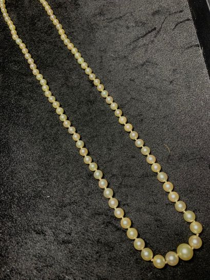 null Necklace of eighty-four pearls of culture in fall, the clasp in yellow gold...