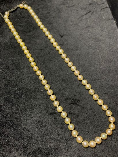 null Necklace of sixty-five pearls of cultured chocker, the clasp in metal. 

Diameter...