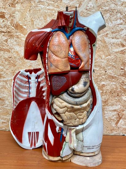 null Anatomical plastic ECORCHE

Denoyer - Geppert - Compagny - Chicago, Illinois....