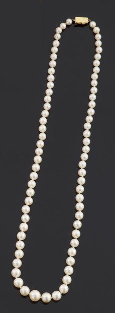 null Collier de soixante-quatorze perles de culture en chute, le fermoir de forme...