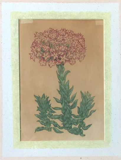 null ²ENSEMBLE de 6 reproductions représentant des fleurs. Dans des cadres baguette...