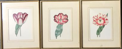 null ²SET of 6 reproductions representing flowers. In frames baguette under glass....