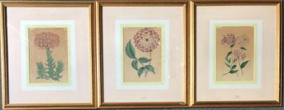 null ²SET of 6 reproductions representing flowers. In frames baguette under glass....