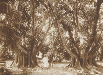 null Rudolf LEHNERT & Ernst LANDROCK (XIX-XX)

Alger, jardin du Hamma

Photographie,...