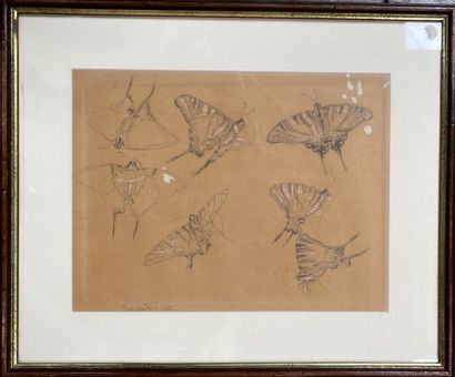 null Jean DE LA FONTINELLE (1900-1974) 

Etude de papillons 

Dessins et réhauts...