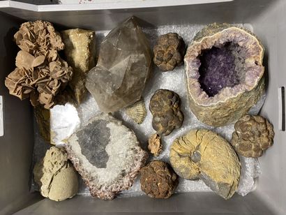 null Important set of minerals including shells, sand roses, fossilized stones.