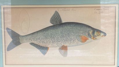 null ECOLE ALLEMANDE

Deux gravures en couleurs figurant des poissons de rivières,...