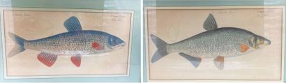 null ECOLE ALLEMANDE

Deux gravures en couleurs figurant des poissons de rivières,...