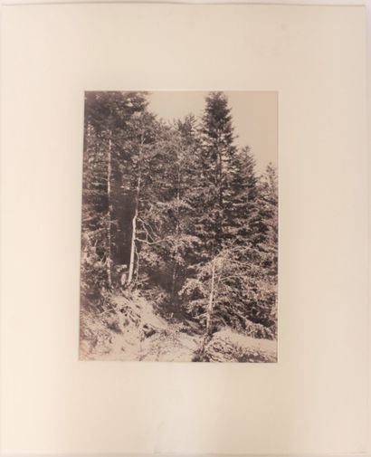null Henri-Ange Eugène MAILAND (1807-1872, attribué à). 

Étude de sapins, forêt...