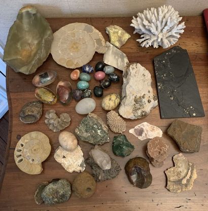 null Lot de minéraux comprenant des coraux, oeufs en pierre dure, fossiles. 