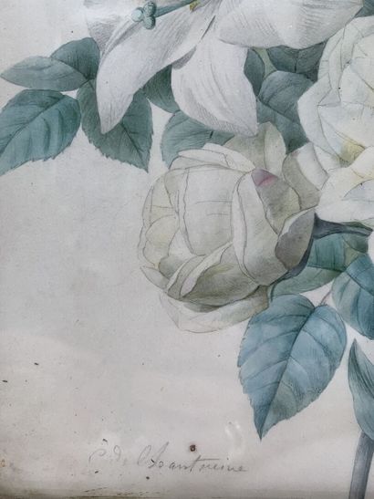 null Camille DE CHANTEREINE (?-1847)
Floral composition, in the taste of REDOUTE
Watercolor,...