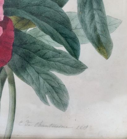null Camille DE CHANTEREINE (?-1847)
Floral composition, in the taste of REDOUTE
Watercolor,...