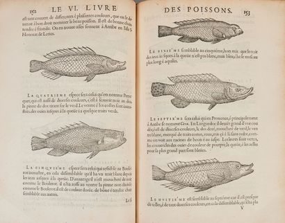 null RONDELET (Guillaume). La Premiere [-seconde] partie de l'histoire entiere des...