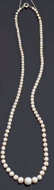 null PETIT COLLIER de perles, peut-être fines, blanches en chute, le fermoir en platine....