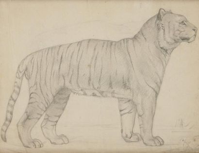ECOLE FRANCAISE DU XIXème siècle Une tigresse de profil Crayon noir 15,5 x 20,5 ...