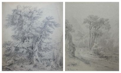 Pierre CHAPUIS (1863-1942) Le vieil arbre Trois dessins au crayon sur papier Le plateau...