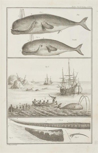 Henri-Louis DUHAMEL DU MONCEAU Traité général des pesches, et histoire des poissons...