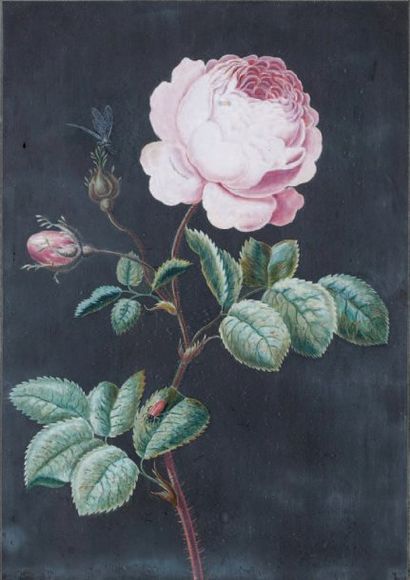 Christoph Ludwig AGRICOLA (Ratisbonne 1667 - 1719) Rose Gouache 27,5 x 19,5 cm