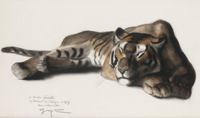 Georges Lucien GUYOT (Paris 1885 - 1973) Tigre allongé Crayon noir et aquarelle 30...