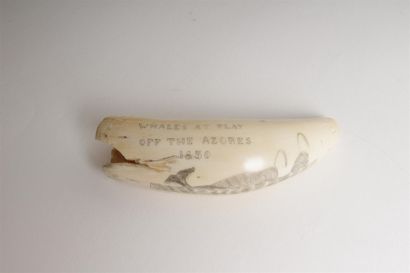 null DENT de CACHALOT en ivoire gravé de deux baleines stylisées et de l'inscription...