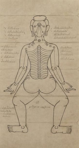 null THAILANDE - Début XXe siècle
Deux dessins sur papier du corps humains présentant...