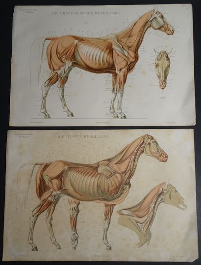 null CHEVAUX 9 planches sur les chevaux. Format : 32 x 45 cm.