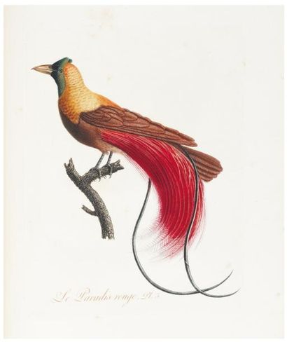 AUDEBERT (Jean-Baptiste) & Louis-Pierre VIEILLOT Oiseaux dorés ou à reflets métalliques....