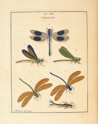 HARRIS, Moyse. Exposition of English Insects Including the several Classes of Neuroptera,...