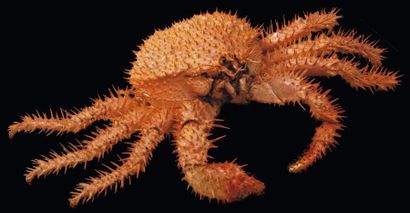 null Paralomis sp Envergure: 41 cm D'UN CRABE L'AUTRE Les crabes de la collection...