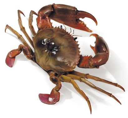 Crabe nageur - Portunidae Envergure: 50 ...