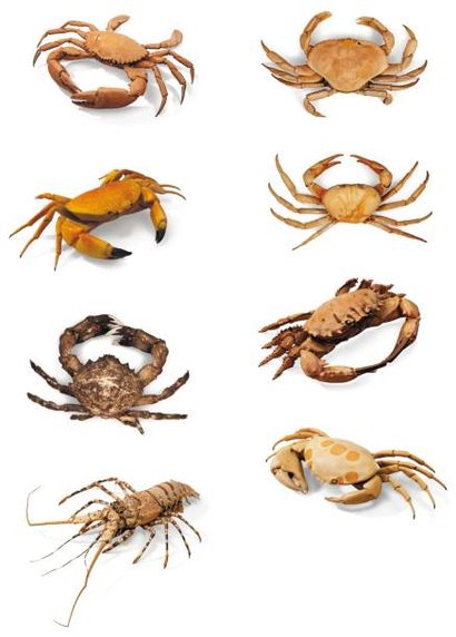 null Lot de 8 exemplaires de Langouste et crabes dont crabe cancer, crabe terrestre,...